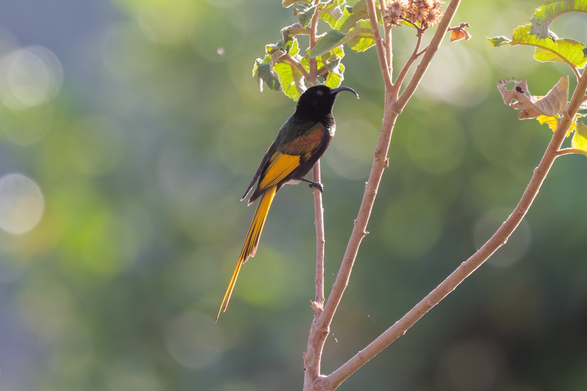 strdimil zlatokřídlý - ML645656182