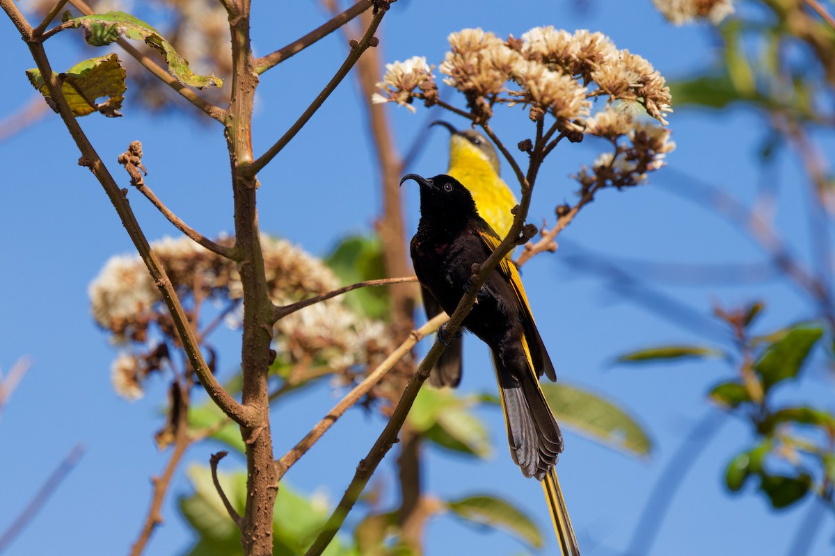 strdimil zlatokřídlý - ML645656183