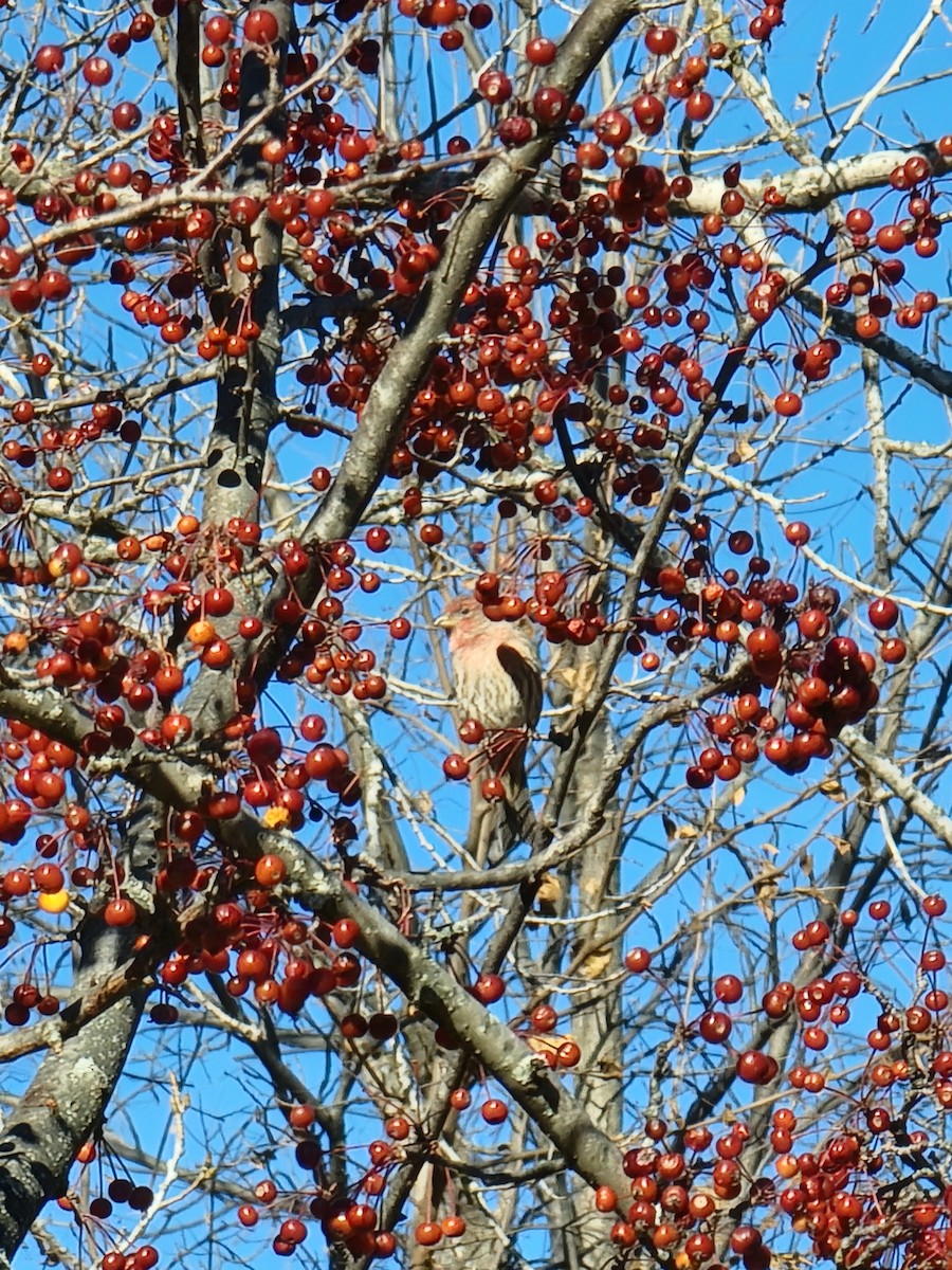 House Finch - ML645656197