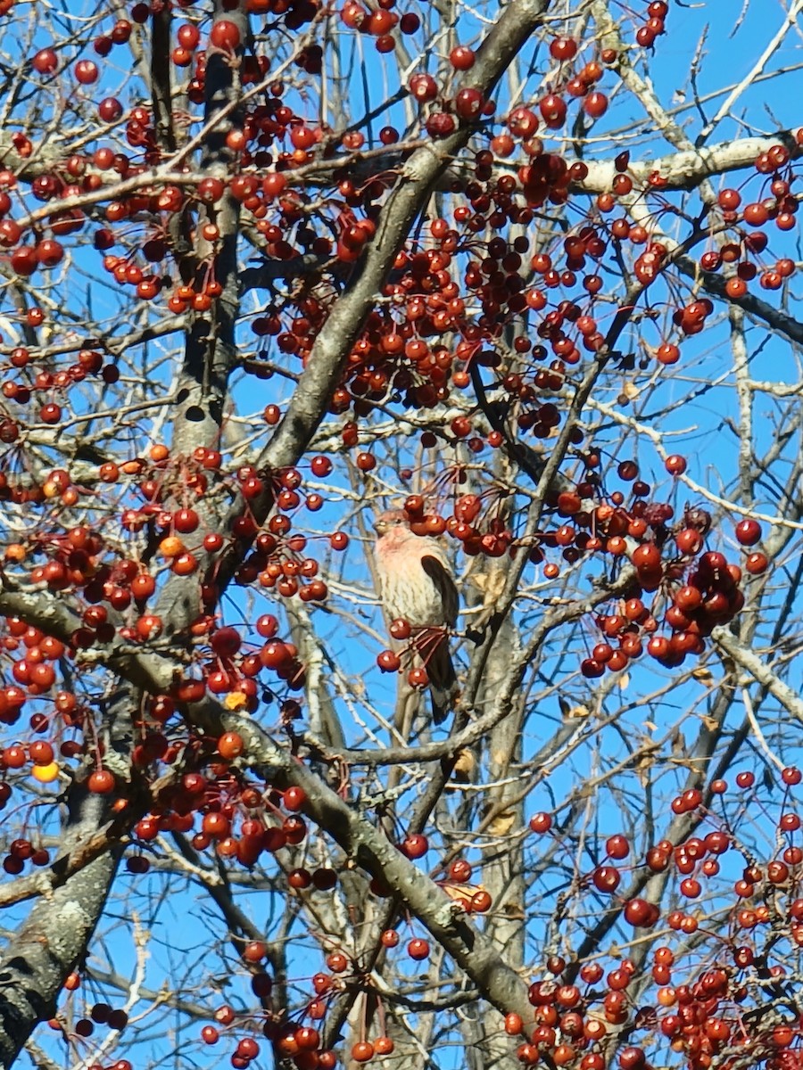 House Finch - ML645656198