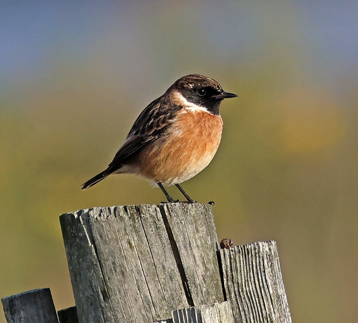European Stonechat - ML645656199