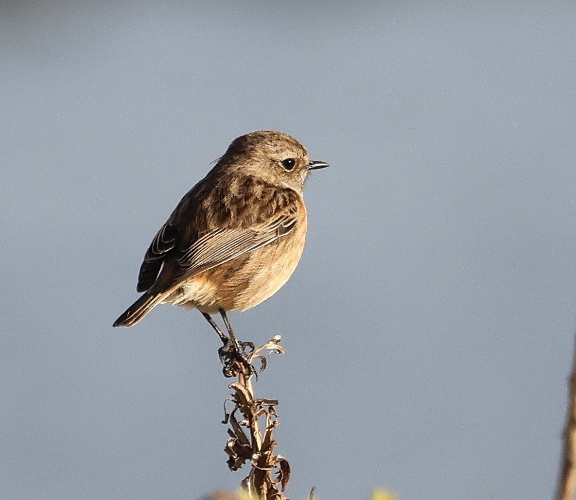 European Stonechat - ML645656200
