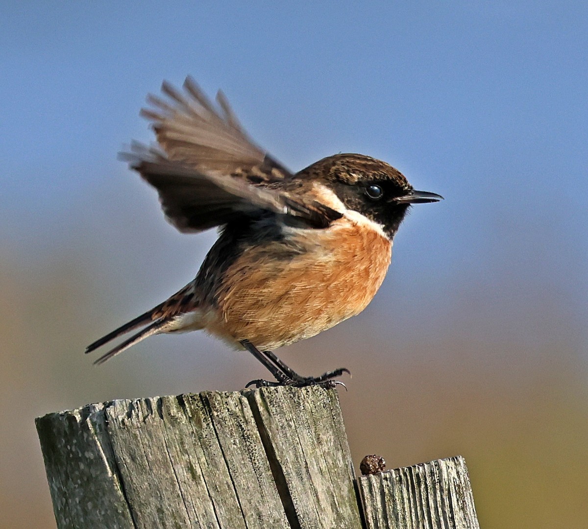 European Stonechat - ML645656201