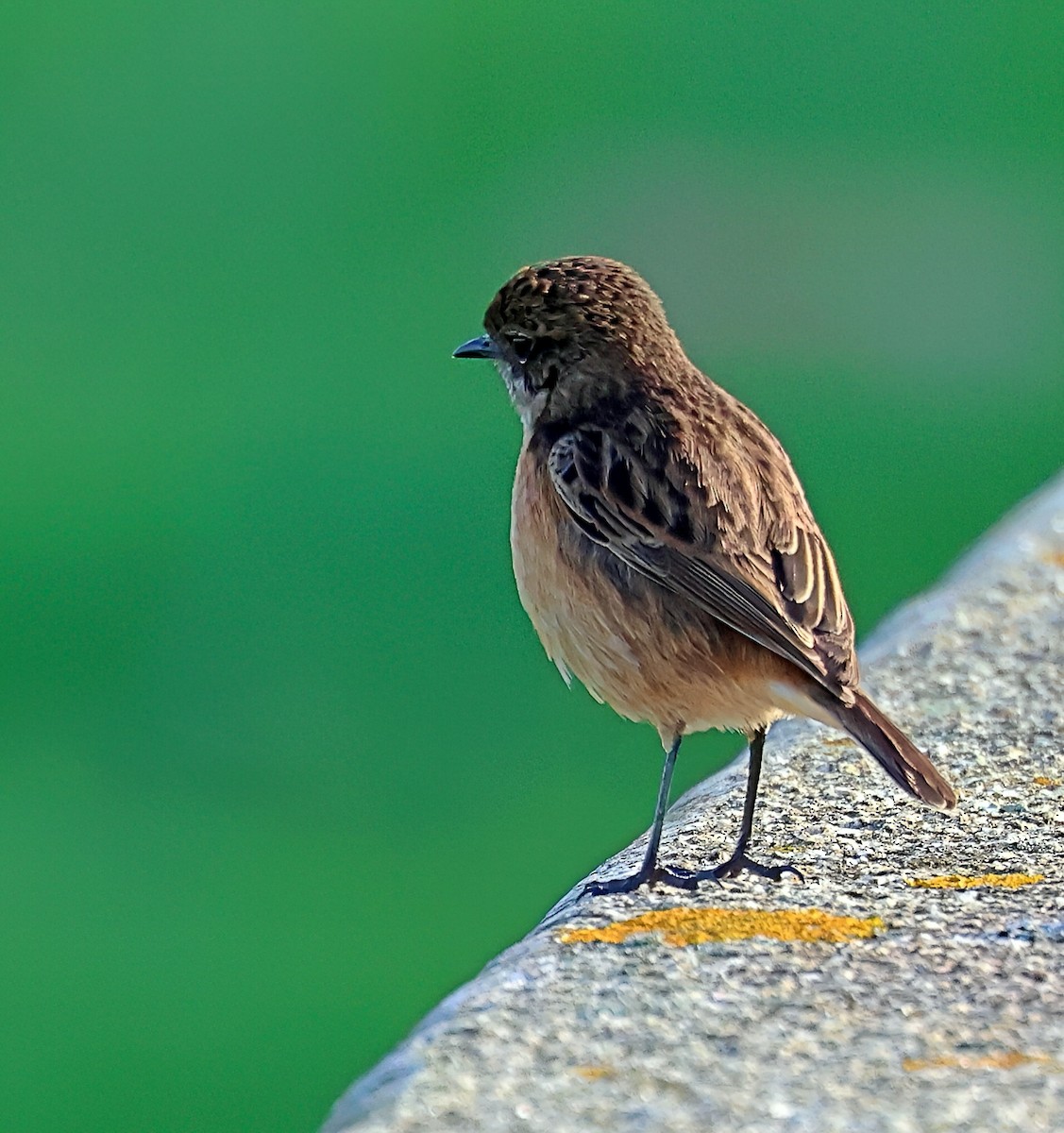 European Stonechat - ML645656202