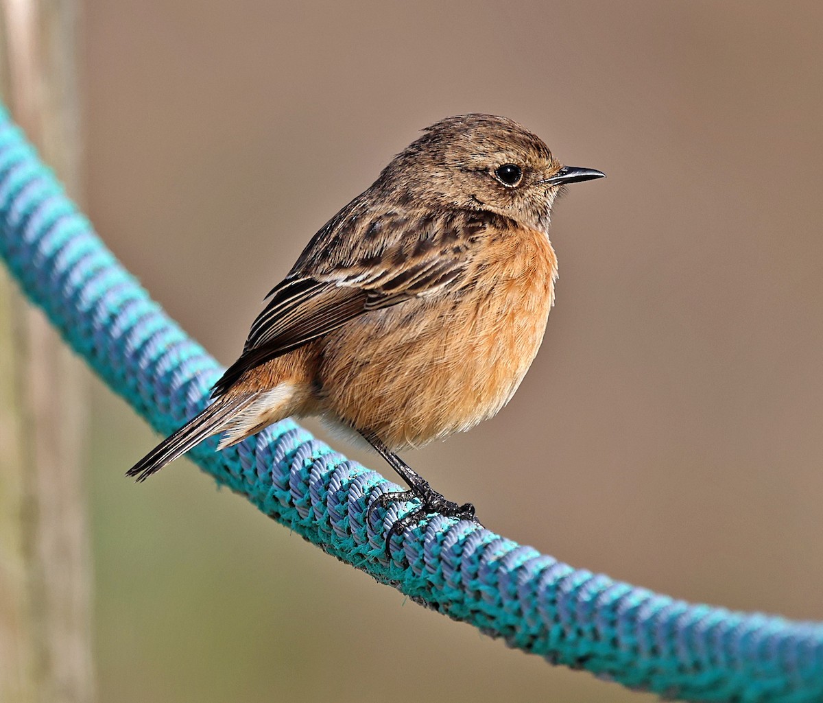 European Stonechat - ML645656203