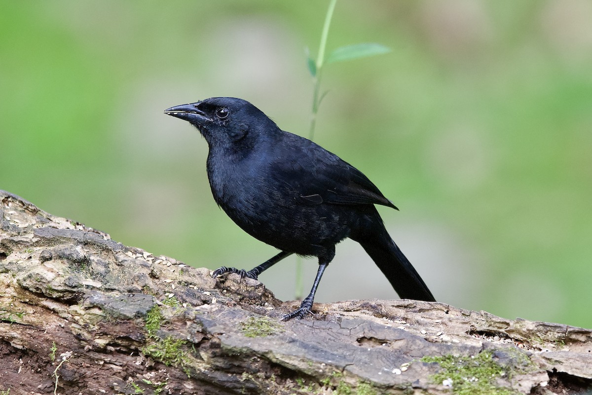 Melodious Blackbird - ML645656211