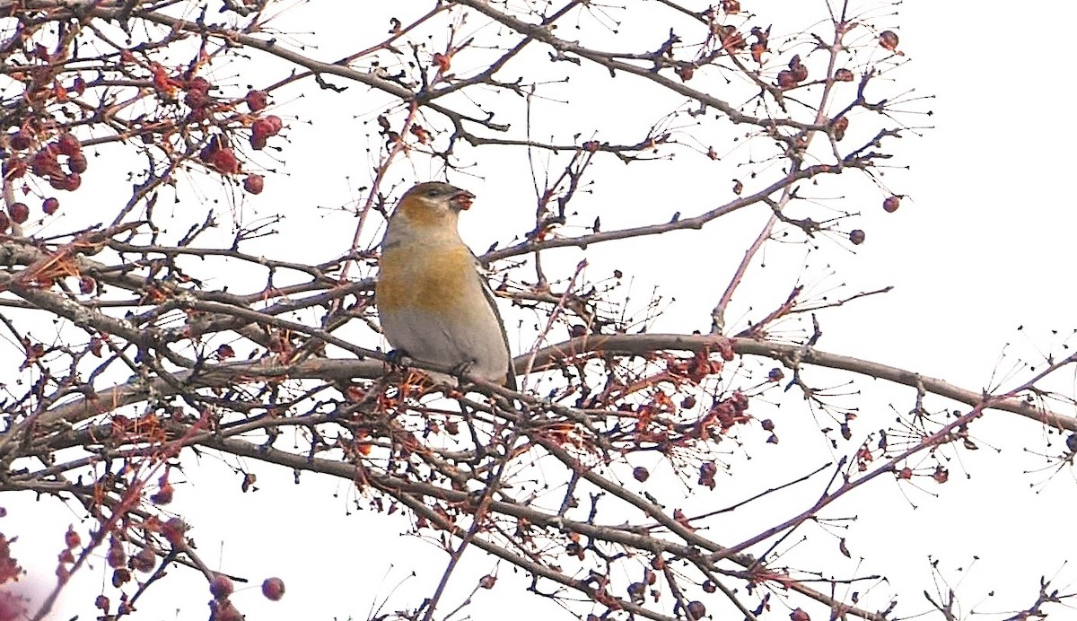 Pine Grosbeak - ML645656213