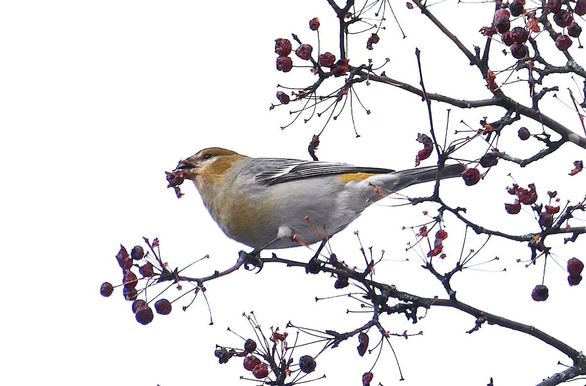 Pine Grosbeak - ML645656214