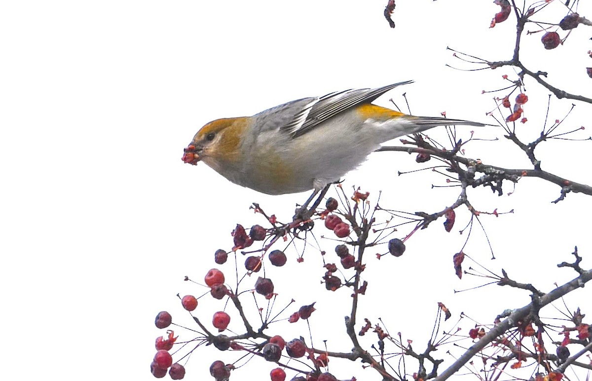 Pine Grosbeak - ML645656215