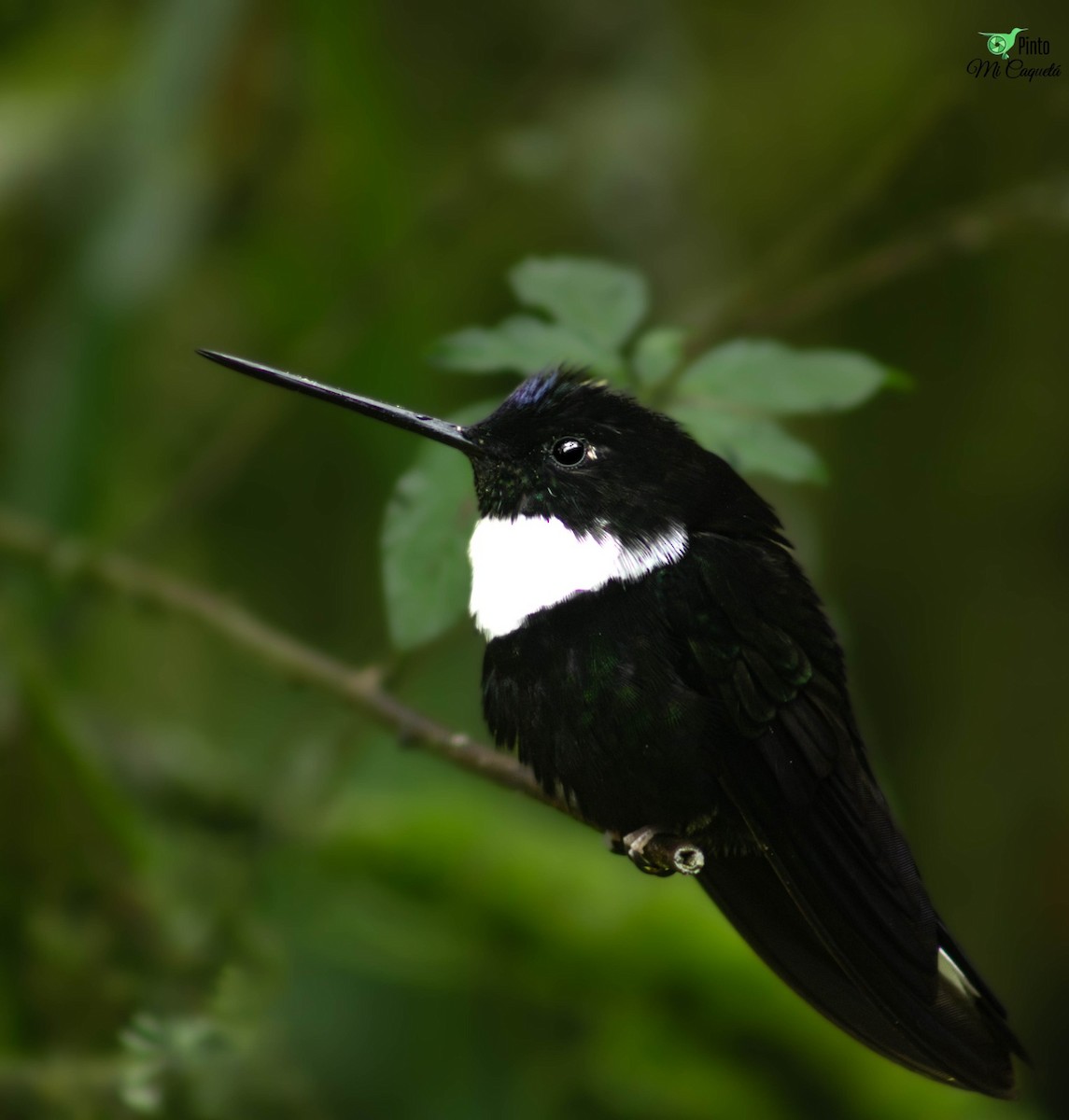 Collared Inca - ML645656217