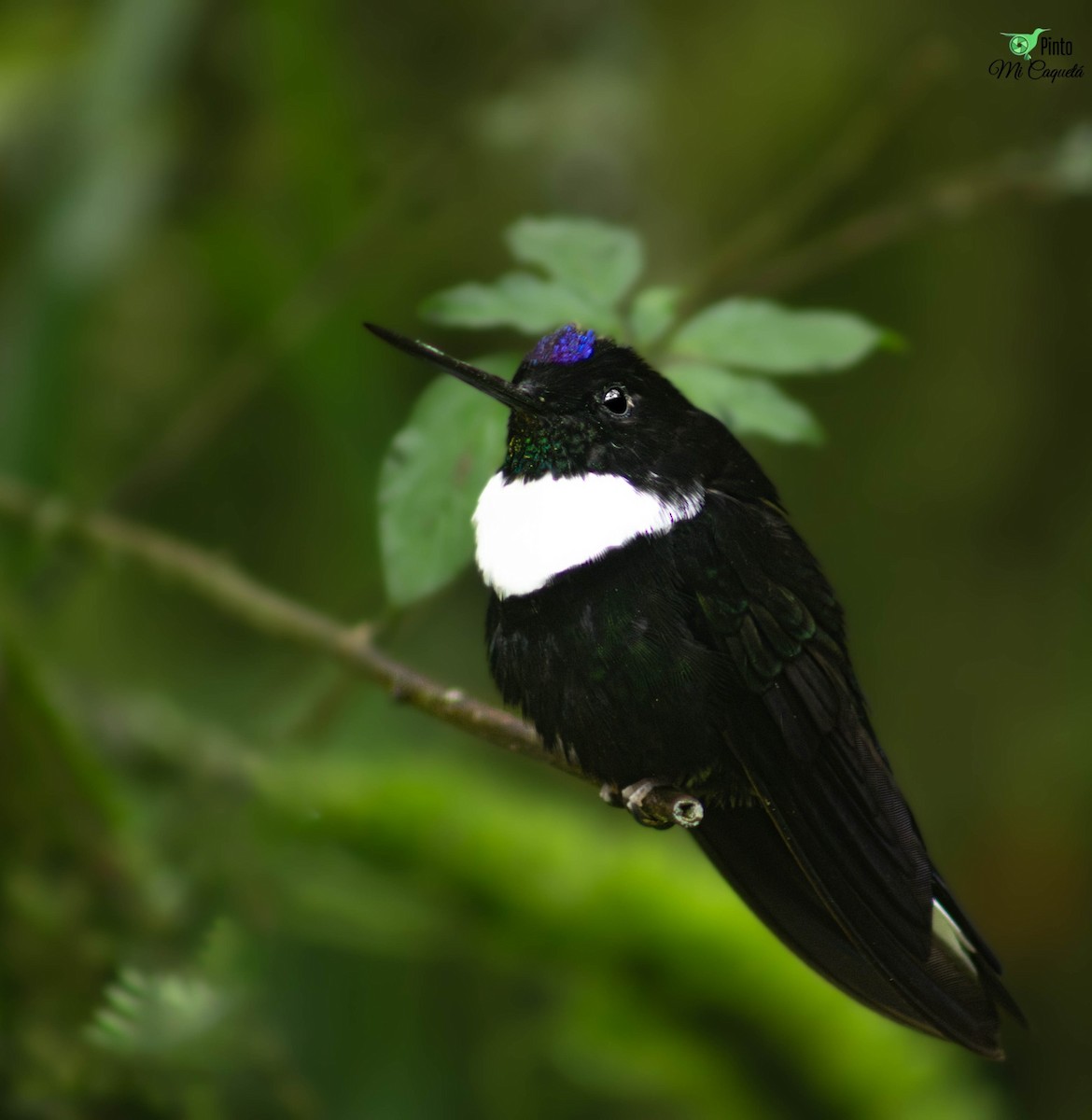 Collared Inca - ML645656218