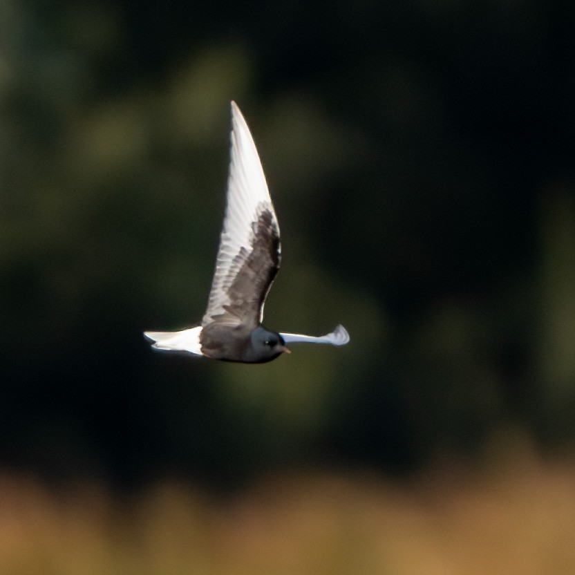 White-winged Tern - ML645656226