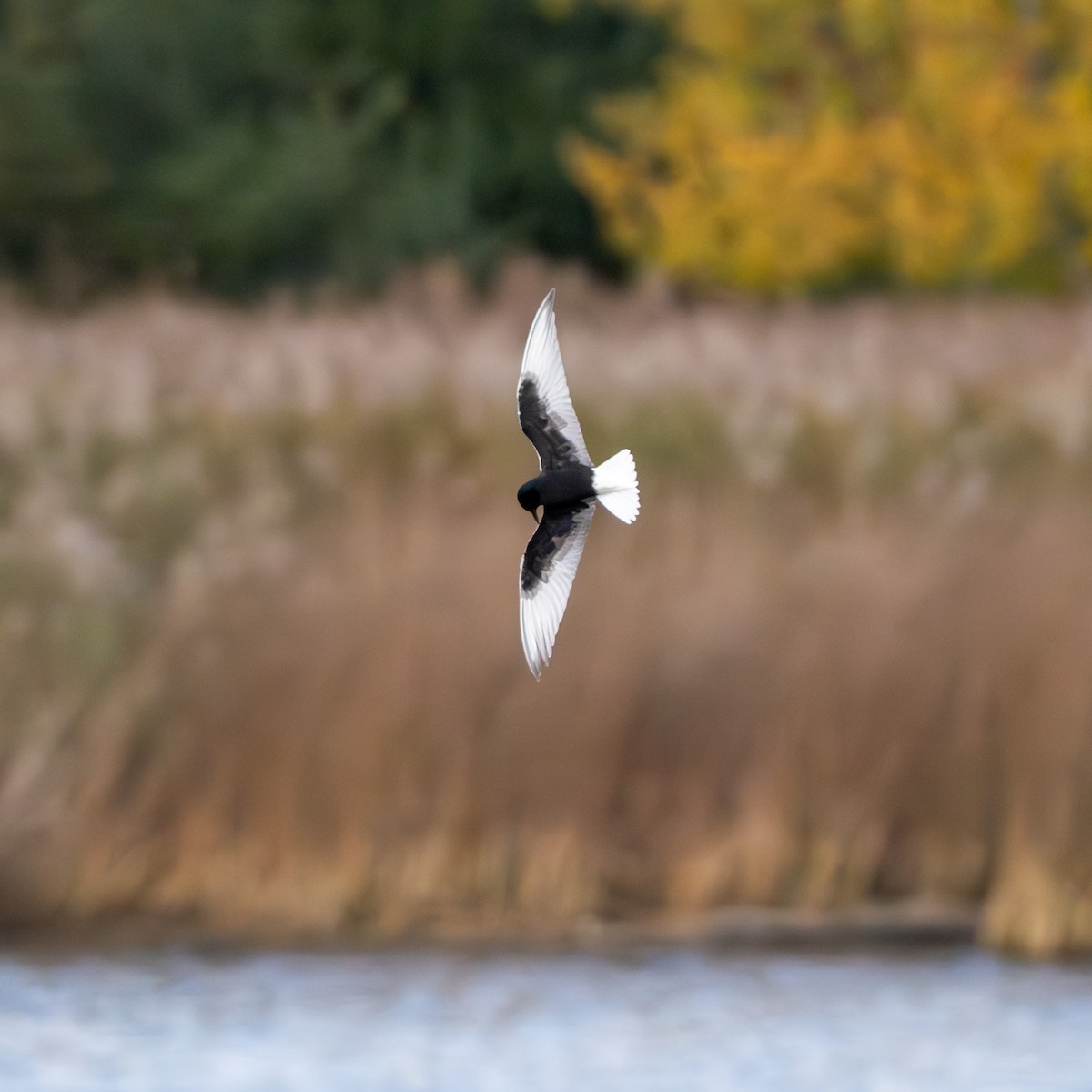 White-winged Tern - ML645656227