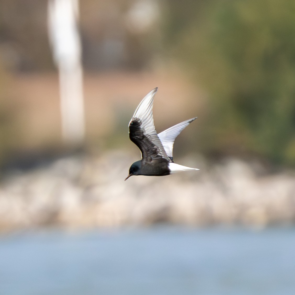 White-winged Tern - ML645656228