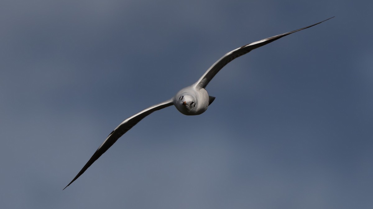 ユリカモメ - ML645656229