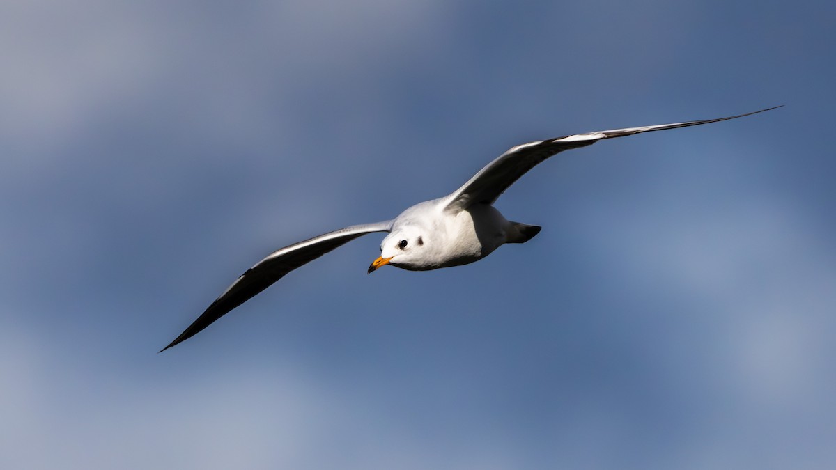 ユリカモメ - ML645656230