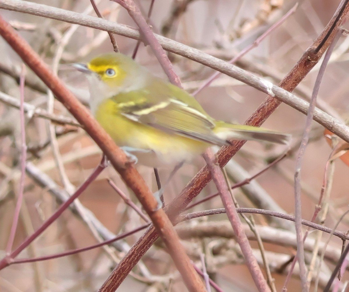 White-eyed Vireo - ML645656243