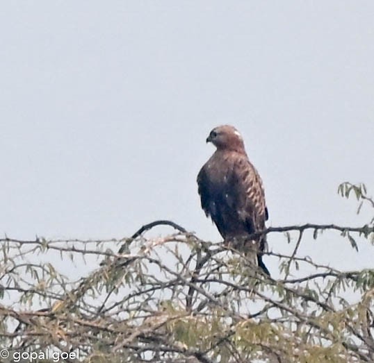 Long-legged Buzzard - ML645656248