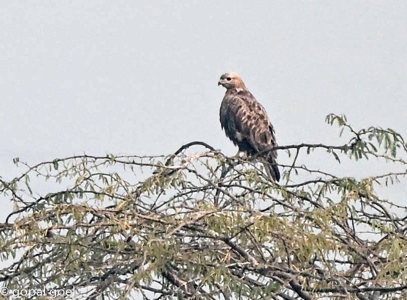 Long-legged Buzzard - ML645656249