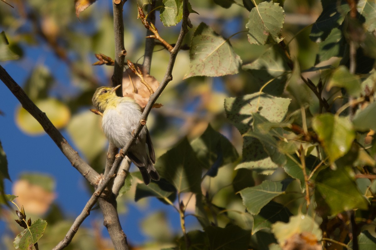 Пеночка-трещотка - ML645656251