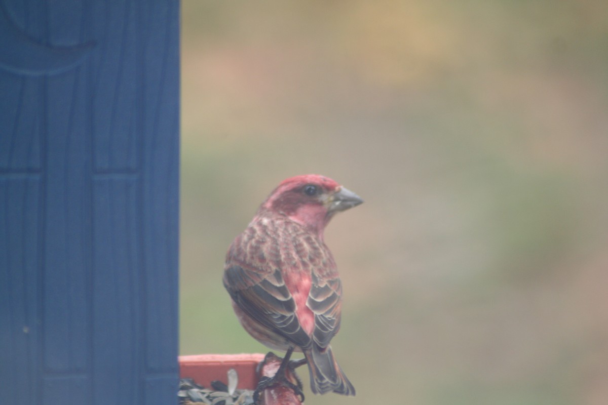 purpurfink - ML645656259