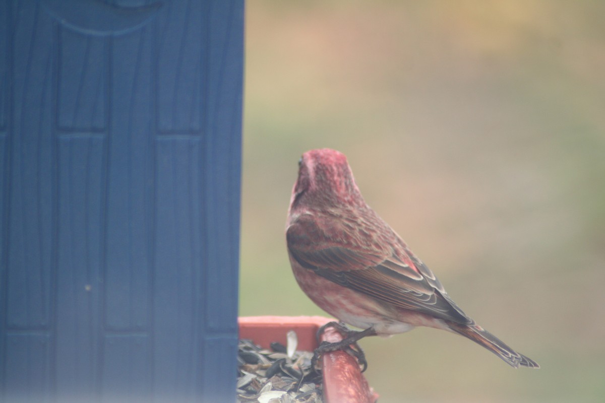 purpurfink - ML645656260