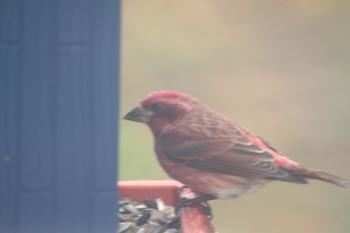 purpurfink - ML645656261