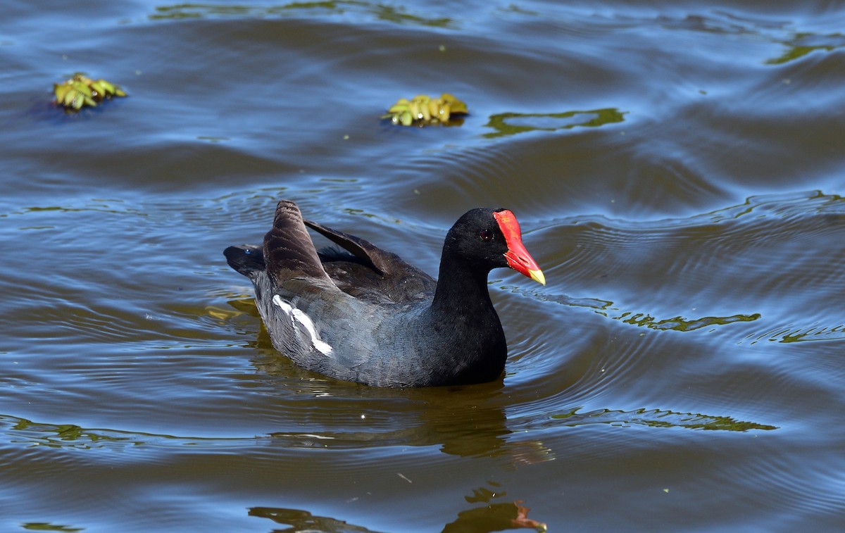 Gallinule d'Amérique - ML645656264