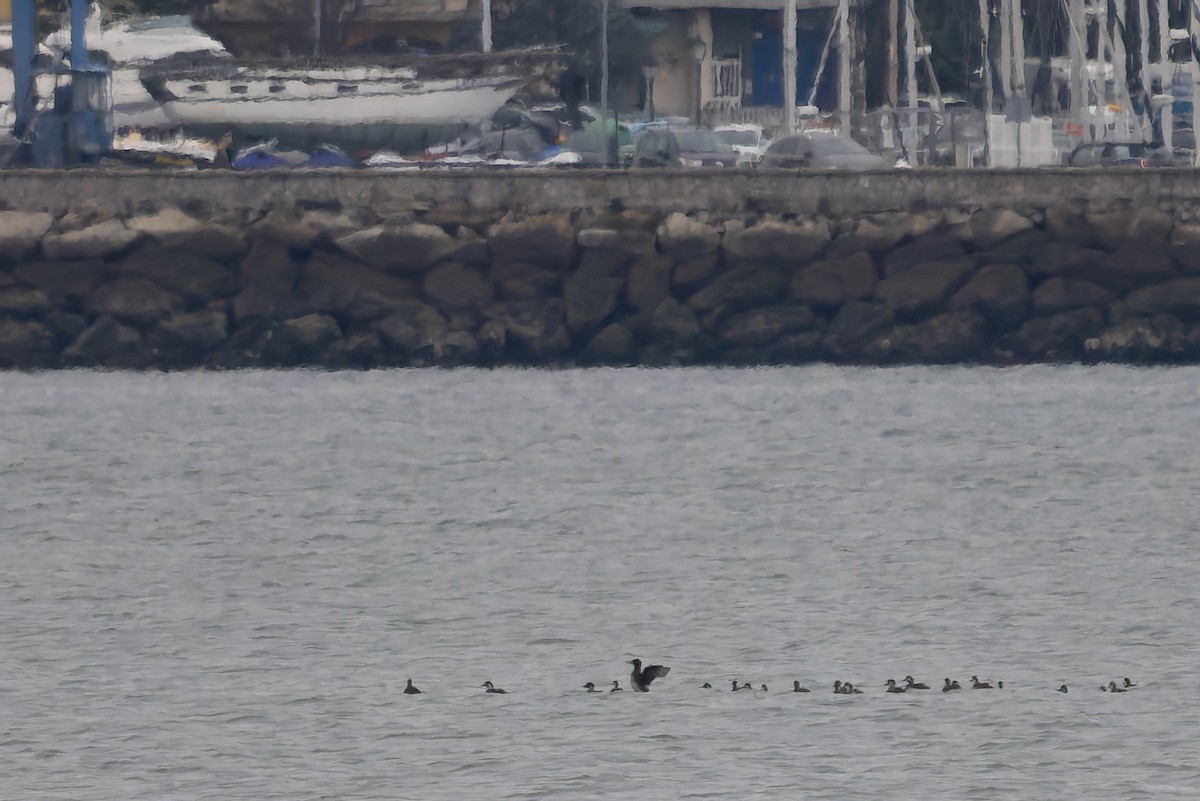 Surf Scoter - ML645656275