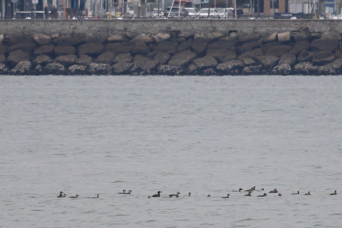 Surf Scoter - ML645656276