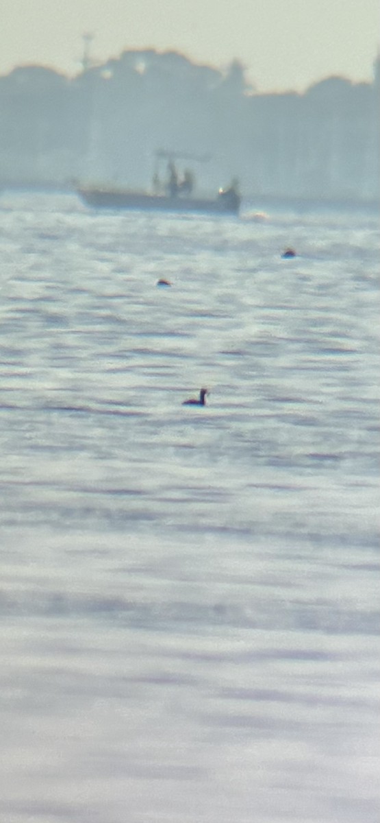 Красношейная поганка - ML645656277