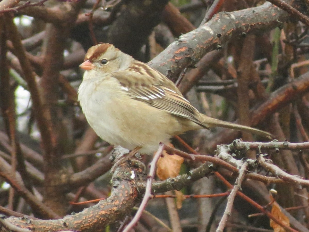 White-crowned Sparrow - ML645656279