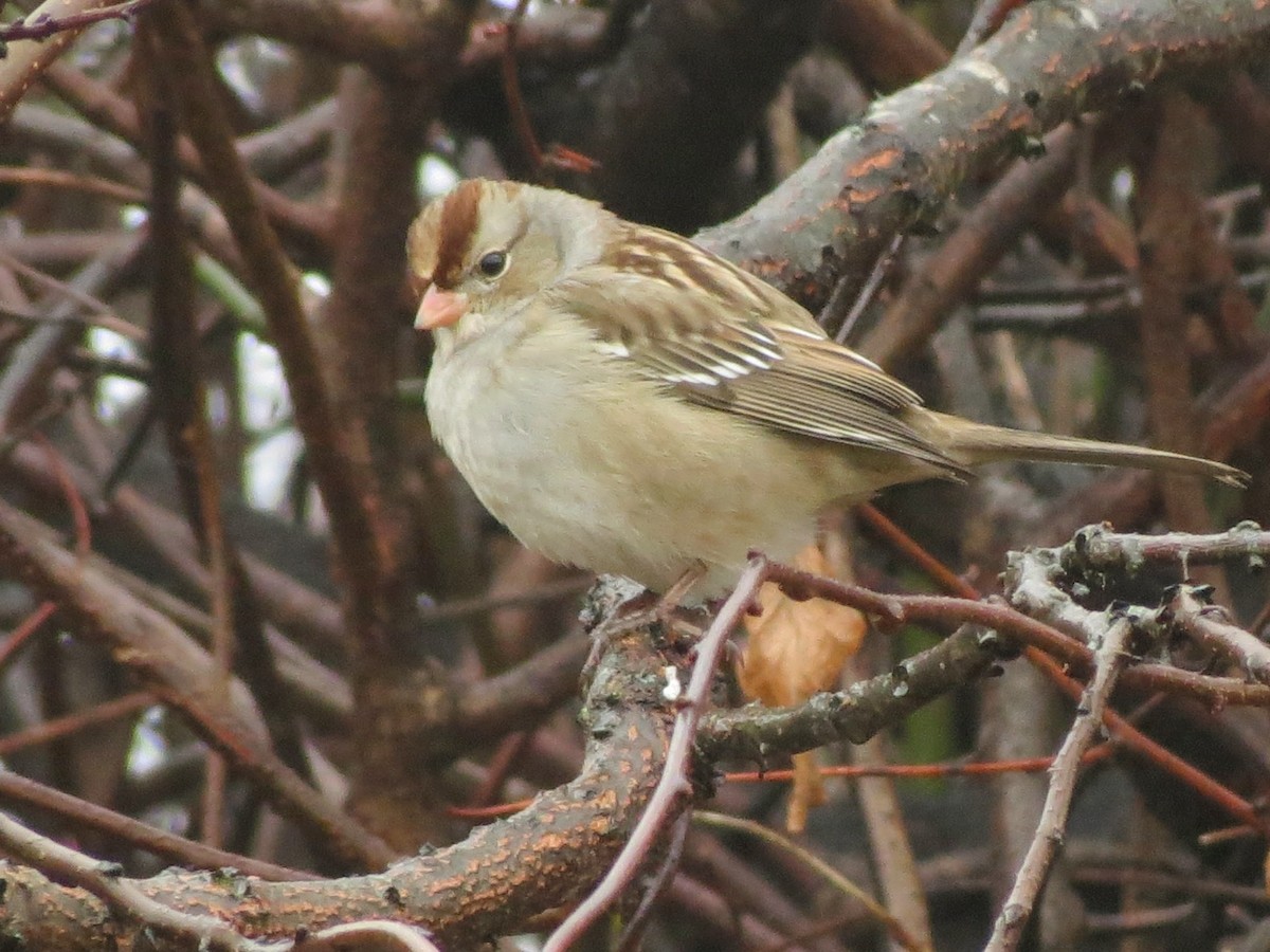 White-crowned Sparrow - ML645656280