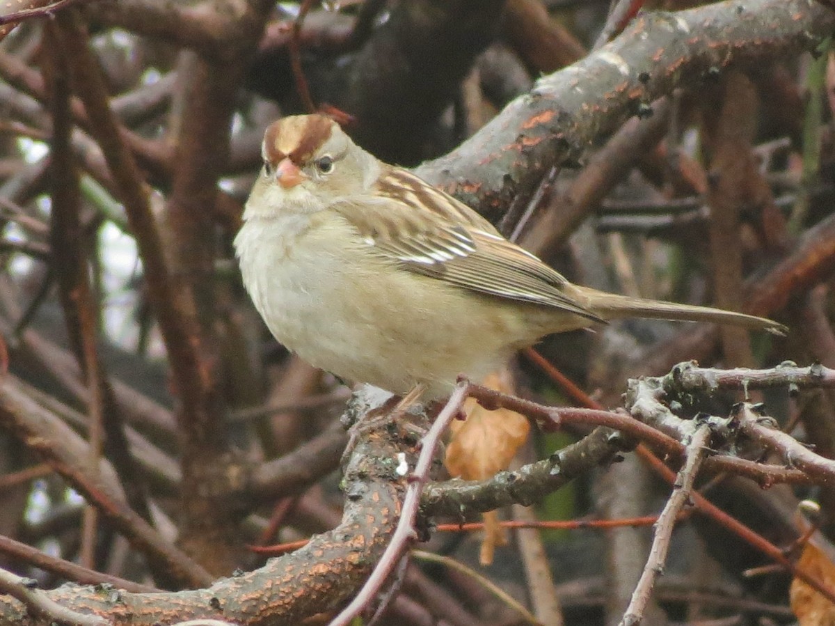 White-crowned Sparrow - ML645656281