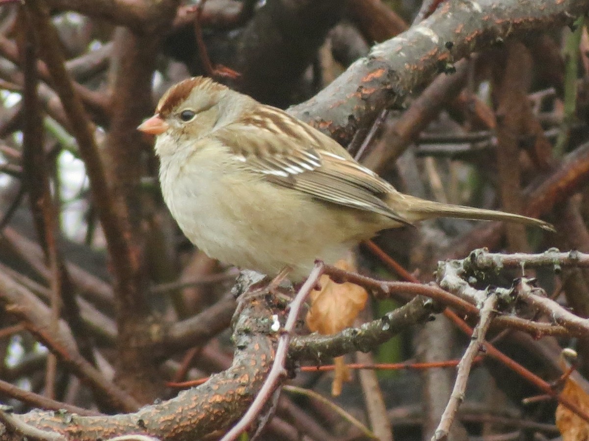White-crowned Sparrow - ML645656282
