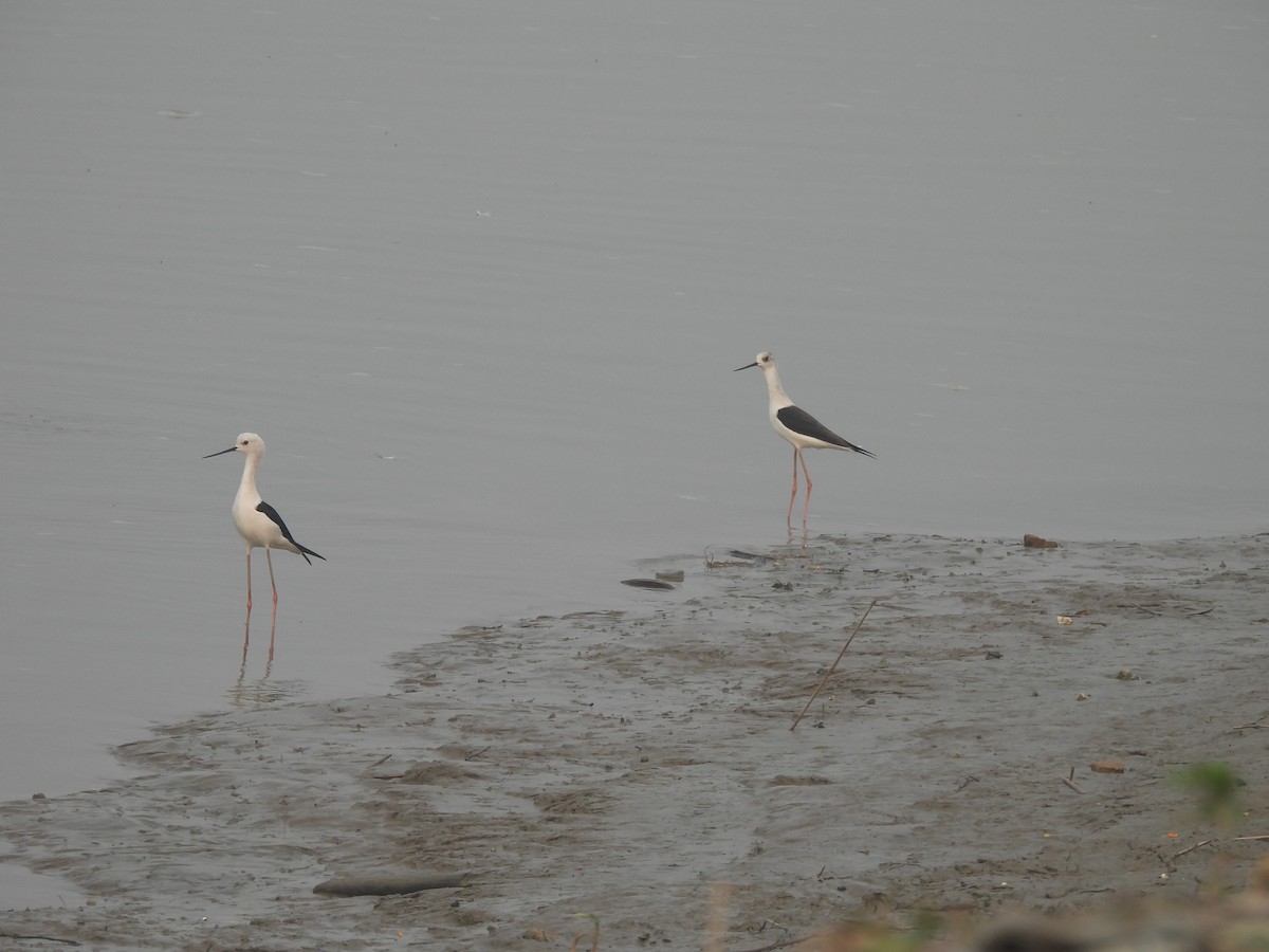 Zankaluze eurasiarra - ML645656287