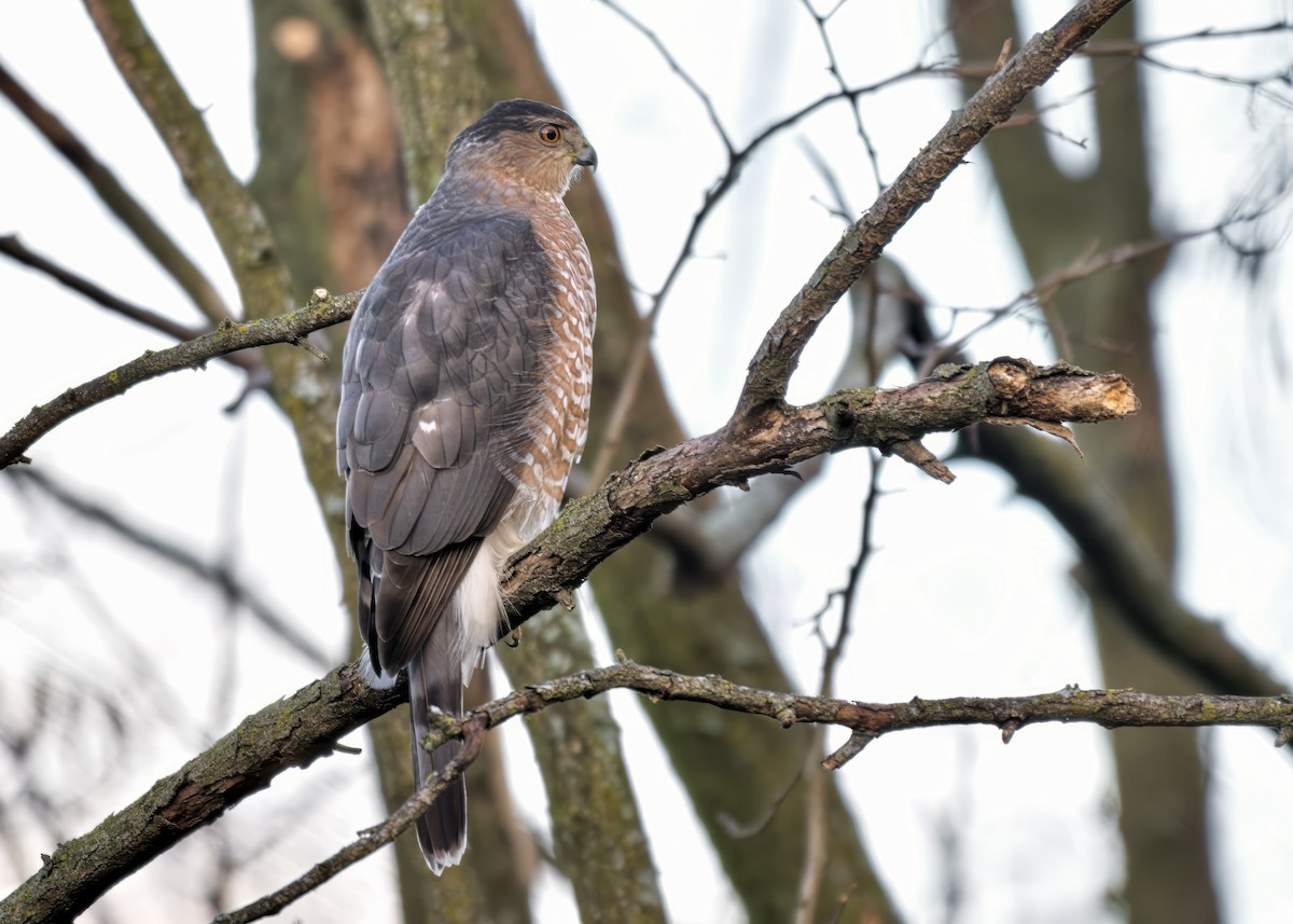 Cooper's Hawk - ML645656290