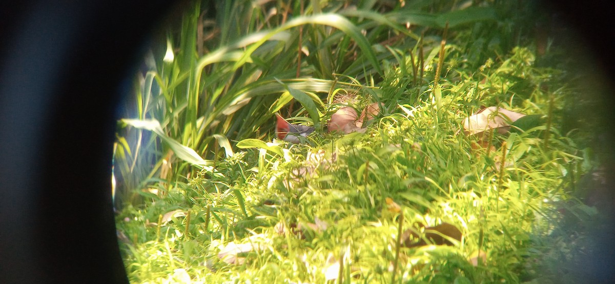 Red-crested Cardinal - ML645656299