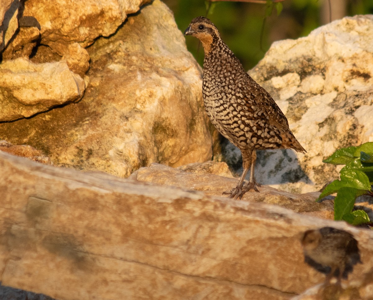 Black-throated Bobwhite - ML645656300