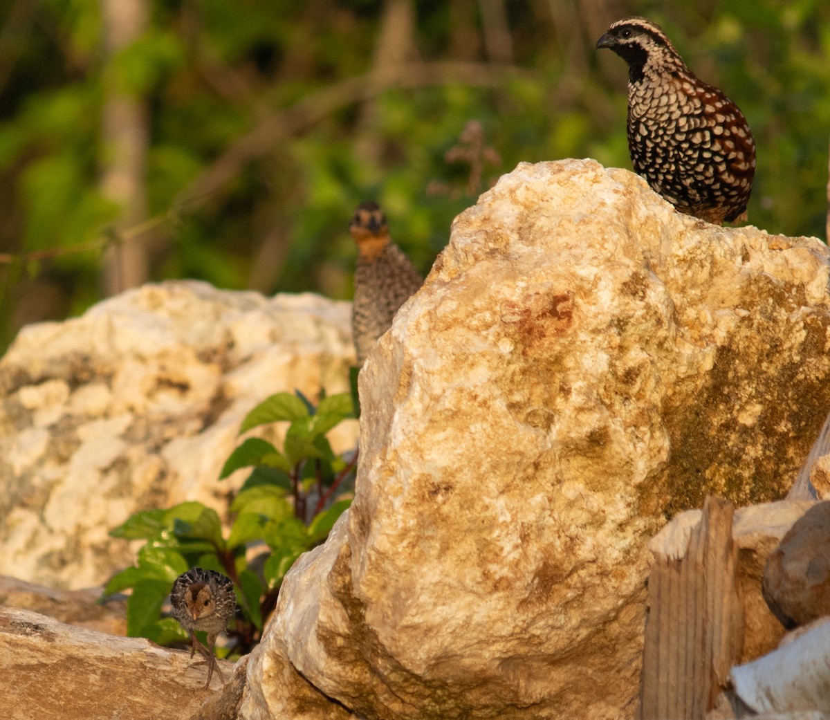 Black-throated Bobwhite - ML645656301
