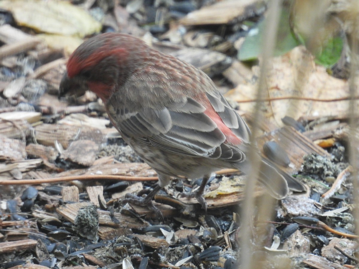 House Finch - ML645656307
