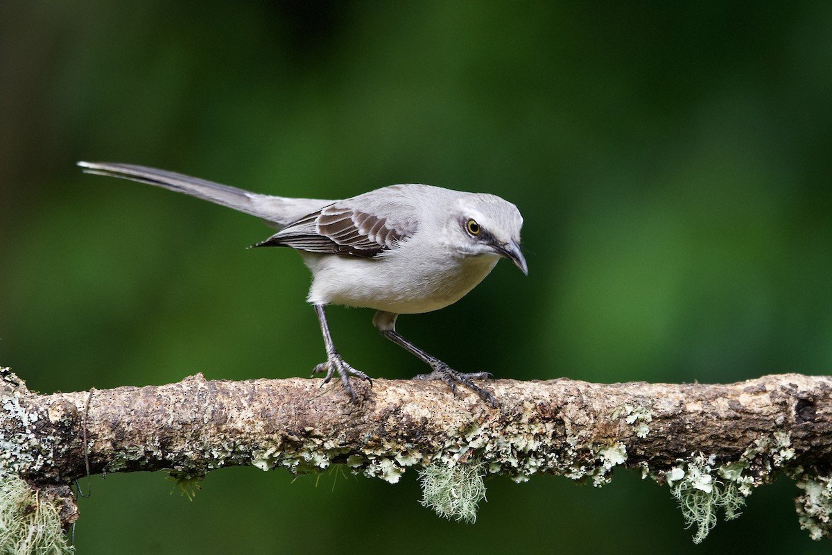 Tropical Mockingbird - ML645656314