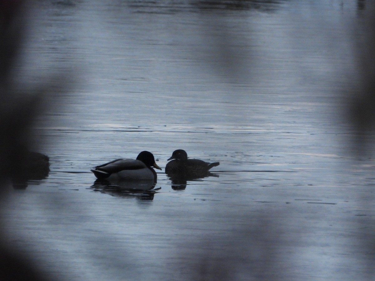 美洲鴛鴦 - ML645656315