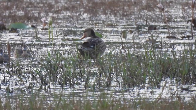 Schnatterente - ML645656320