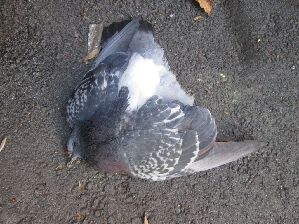 Rock Pigeon (Feral Pigeon) - ML645656324