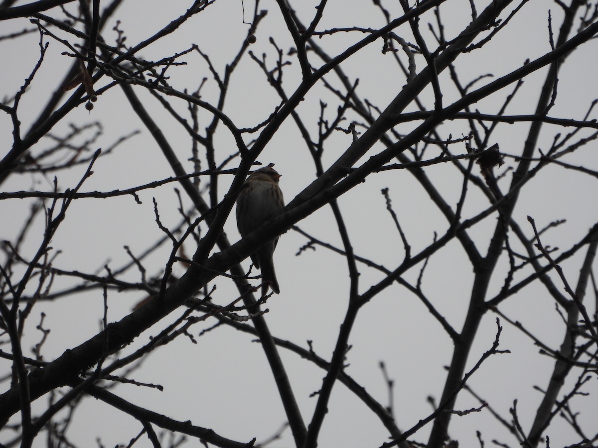 Redpoll (Common) - ML645656339