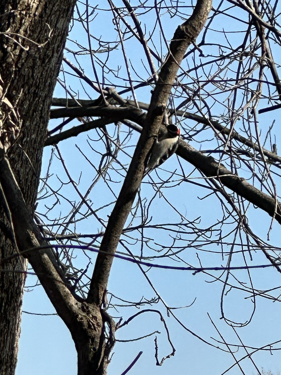 Downy Woodpecker (Eastern) - ML645656340