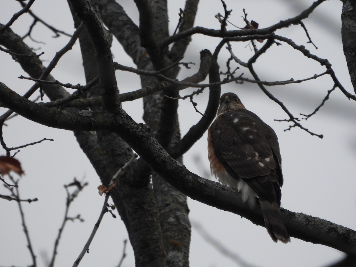 Sharp-shinned Hawk - ML645656359