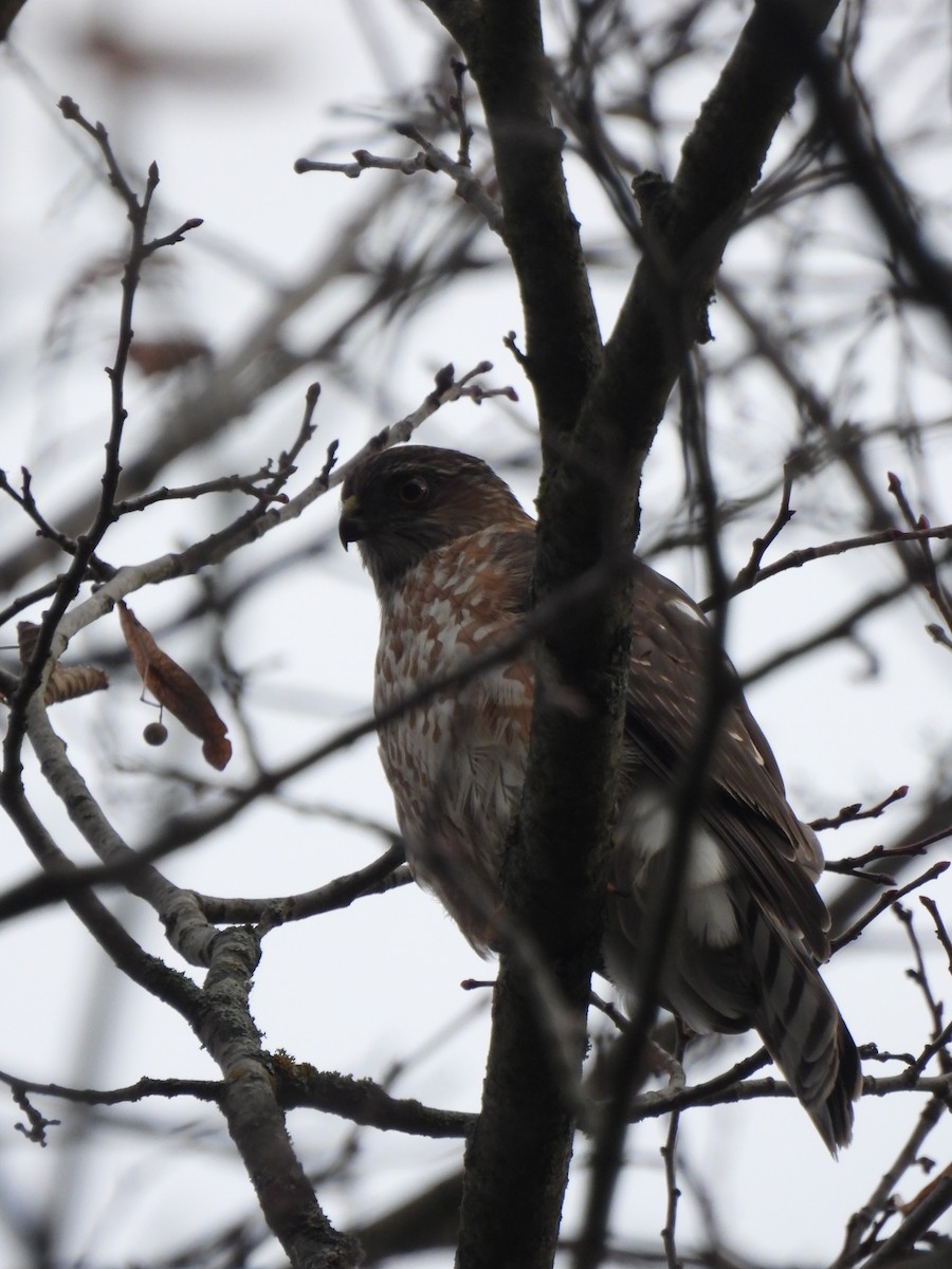 Sharp-shinned Hawk - ML645656360
