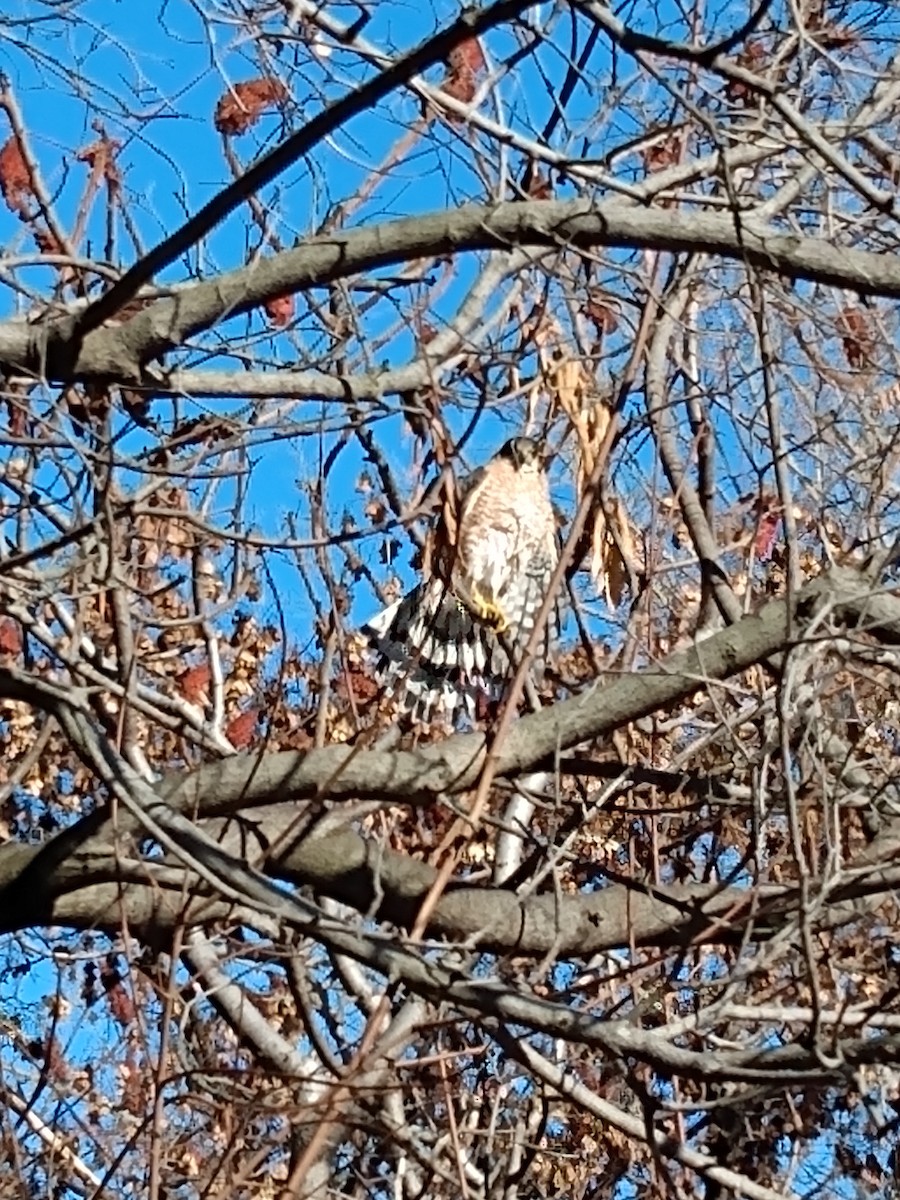 Cooper's Hawk - ML645656361